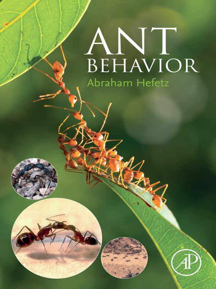 Ant Behavior
